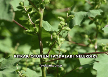 Pıtrak Otunun Faydaları Nelerdir?