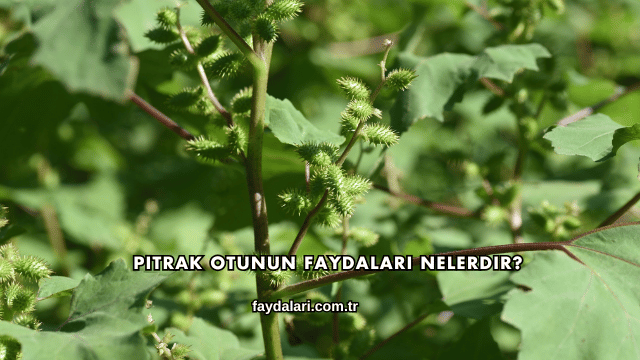 Pıtrak Otunun Faydaları Nelerdir?