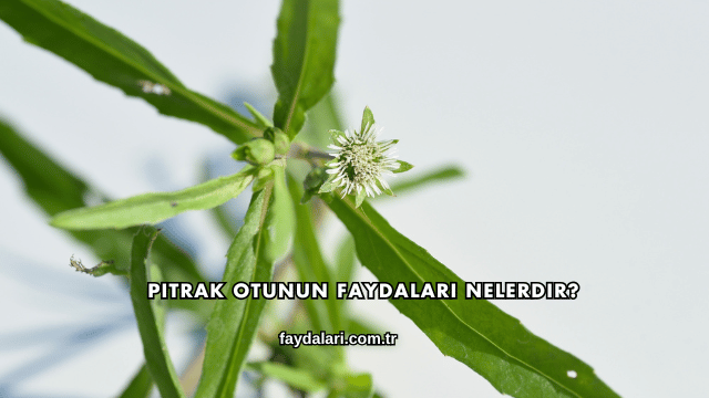 Pıtrak Otunun Faydaları Nelerdir?