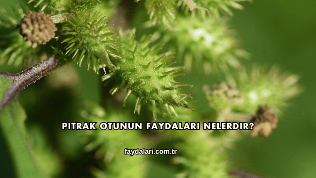 Pıtrak Otunun Faydaları Nelerdir?