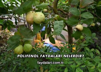 Polifenol Faydaları Nelerdir?