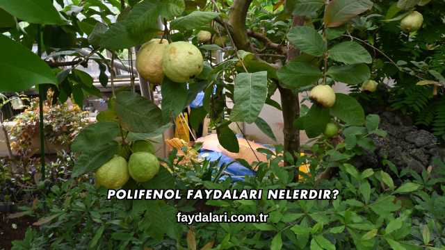 Polifenol Faydaları Nelerdir?