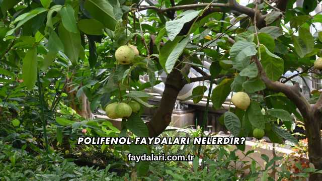 Polifenol Faydaları Nelerdir?