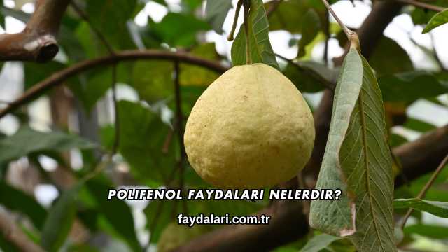 Polifenol Faydaları Nelerdir?