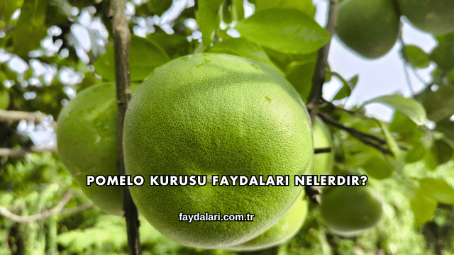 Pomelo Kurusu Faydaları Nelerdir?