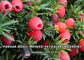 Porsuk Ağacı Meyvesi Faydaları Nelerdir?