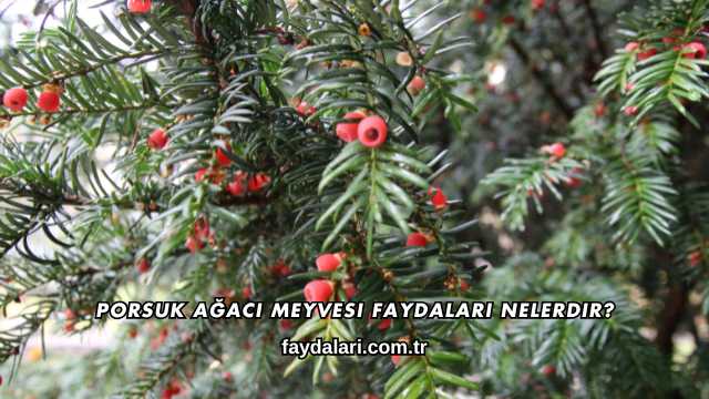 Porsuk Ağacı Meyvesi Faydaları Nelerdir?
