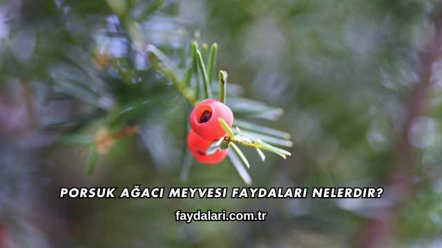 Porsuk Ağacı Meyvesi Faydaları Nelerdir?