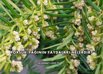 Porsuk Yağının Faydaları Nelerdir?