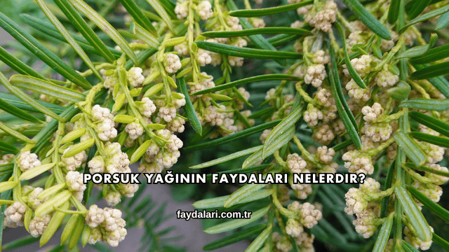 Porsuk Yağının Faydaları Nelerdir?