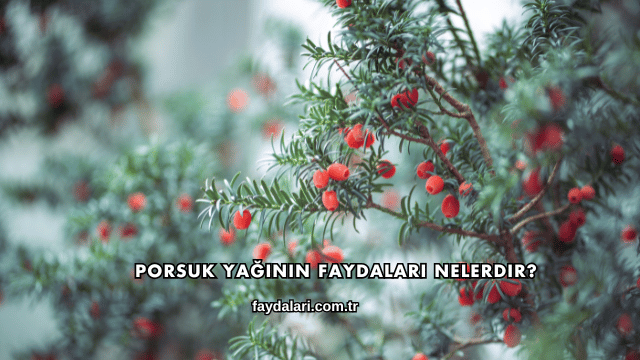 Porsuk Yağının Faydaları Nelerdir?