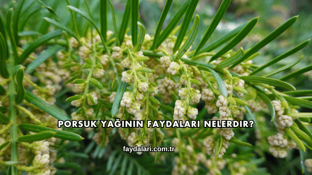 Porsuk Yağının Faydaları Nelerdir?