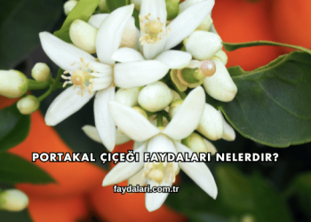 Portakal Çiçeği Faydaları Nelerdir?