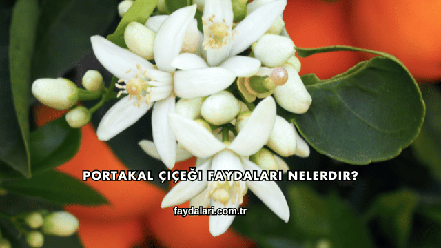 Portakal Çiçeği Faydaları Nelerdir?