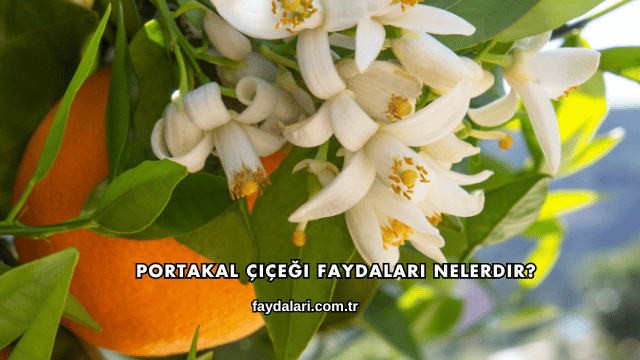 Portakal Çiçeği Faydaları Nelerdir?