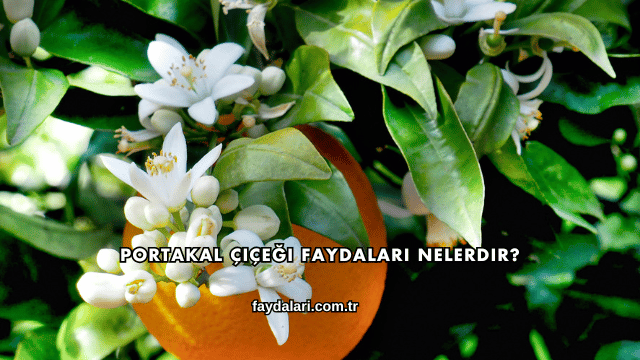 Portakal Çiçeği Faydaları Nelerdir?