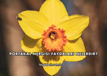Portakal Nergisi Faydaları Nelerdir?