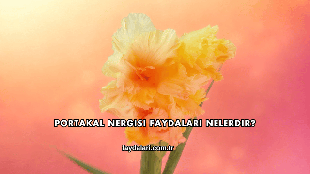 Portakal Nergisi Faydaları Nelerdir?