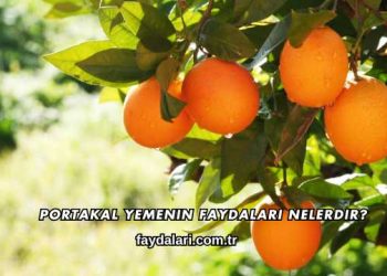 Portakal Yemenin Faydaları Nelerdir?