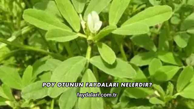 Poy Otunun Faydaları Nelerdir?