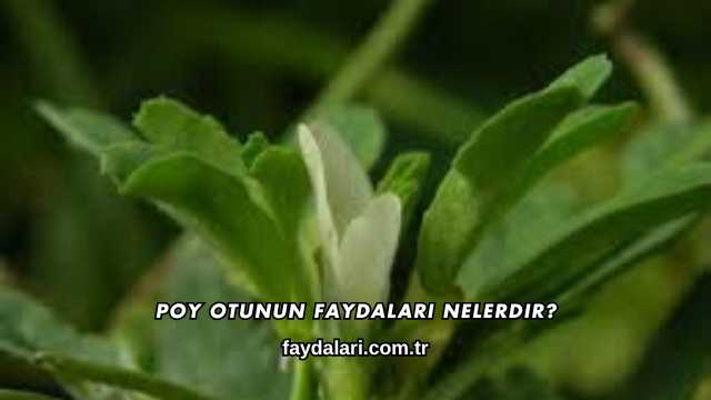 Poy Otunun Faydaları Nelerdir?
