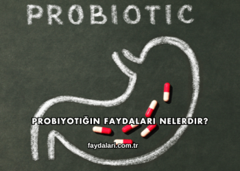 Probiyotiğin Faydaları Nelerdir?
