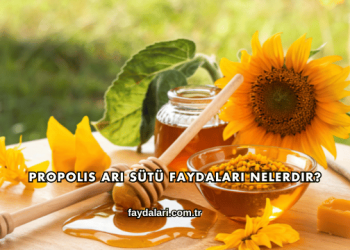 Propolis Arı Sütü Faydaları Nelerdir?