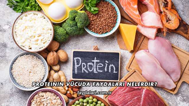 Proteinin Vücuda Faydaları Nelerdir?