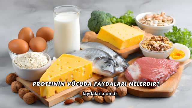 Proteinin Vücuda Faydaları Nelerdir?