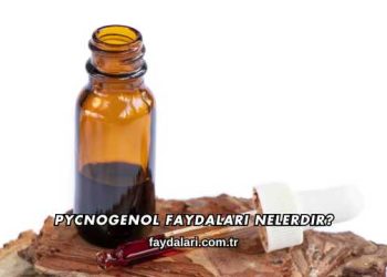 Pycnogenol Faydaları Nelerdir?