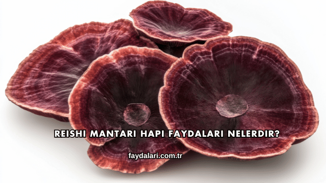 Reishi Mantarı Hapı Faydaları Nelerdir?