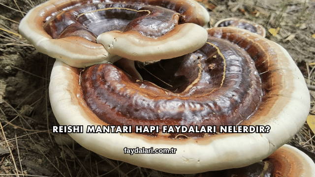 Reishi Mantarı Hapı Faydaları Nelerdir?