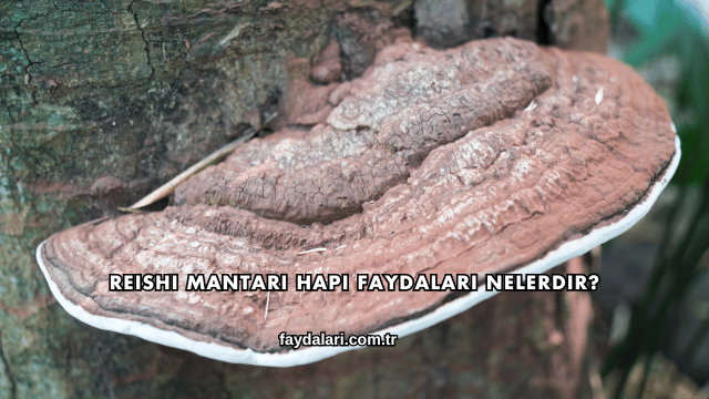 Reishi Mantarı Hapı Faydaları Nelerdir?