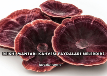 Reishi Mantarı Kahvesi Faydaları Nelerdir?