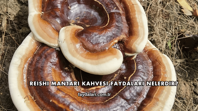 Reishi Mantarı Kahvesi Faydaları Nelerdir?