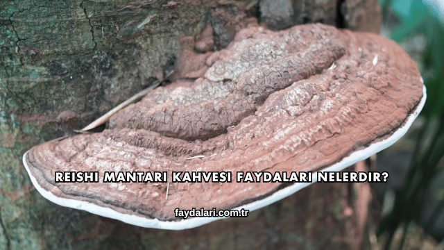 Reishi Mantarı Kahvesi Faydaları Nelerdir?