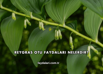 Reygras Otu Faydaları Nelerdir?