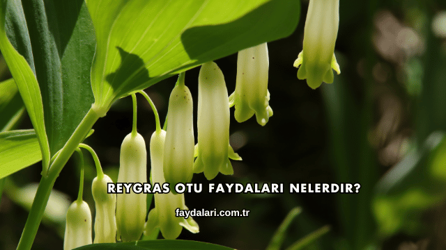 Reygras Otu Faydaları Nelerdir?