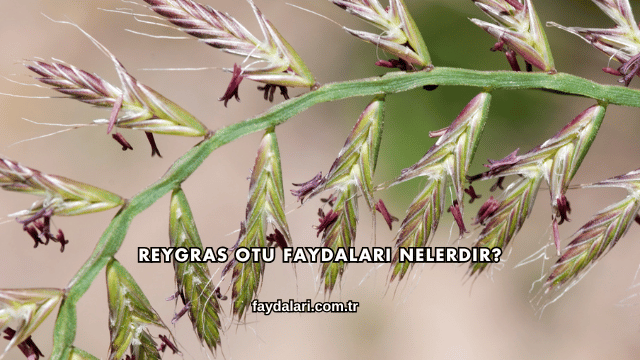 Reygras Otu Faydaları Nelerdir?