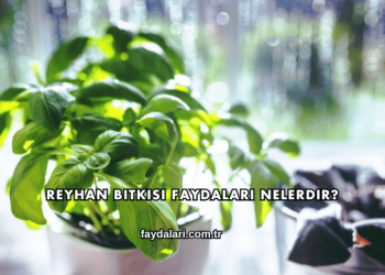 Reyhan Bitkisi Faydaları Nelerdir?