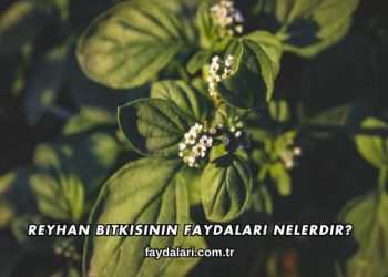 Reyhan Bitkisinin Faydaları Nelerdir?