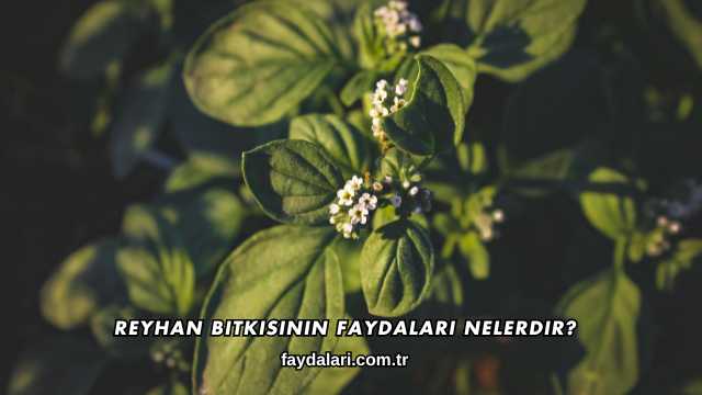 Reyhan Bitkisinin Faydaları Nelerdir?