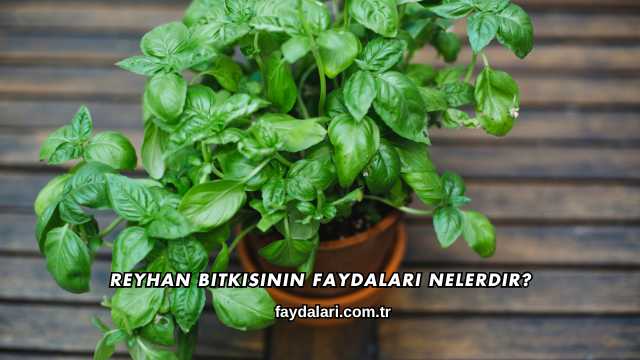 Reyhan Bitkisinin Faydaları Nelerdir?