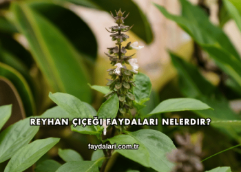 Reyhan Çiçeği Faydaları Nelerdir?