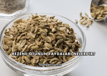 Rezene Otunun Faydaları Nelerdir?