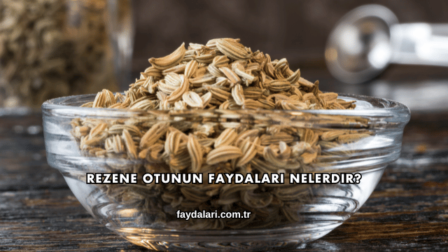Rezene Otunun Faydaları Nelerdir?