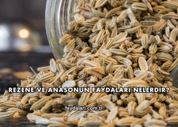 Rezene ve Anasonun Faydaları Nelerdir?
