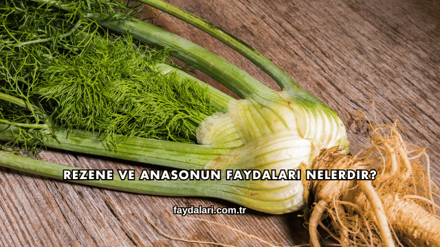 Rezene ve Anasonun Faydaları Nelerdir?