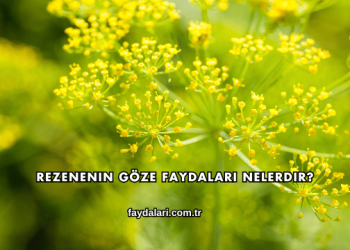 Rezenenin Göze Faydaları Nelerdir?