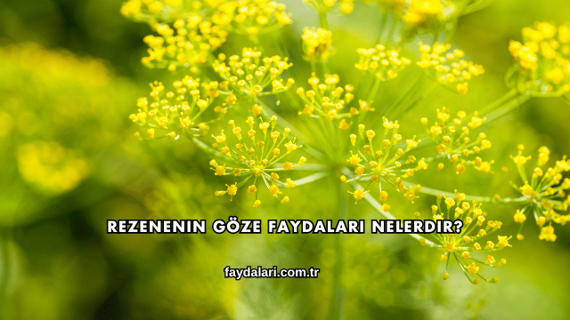 Rezenenin Göze Faydaları Nelerdir?